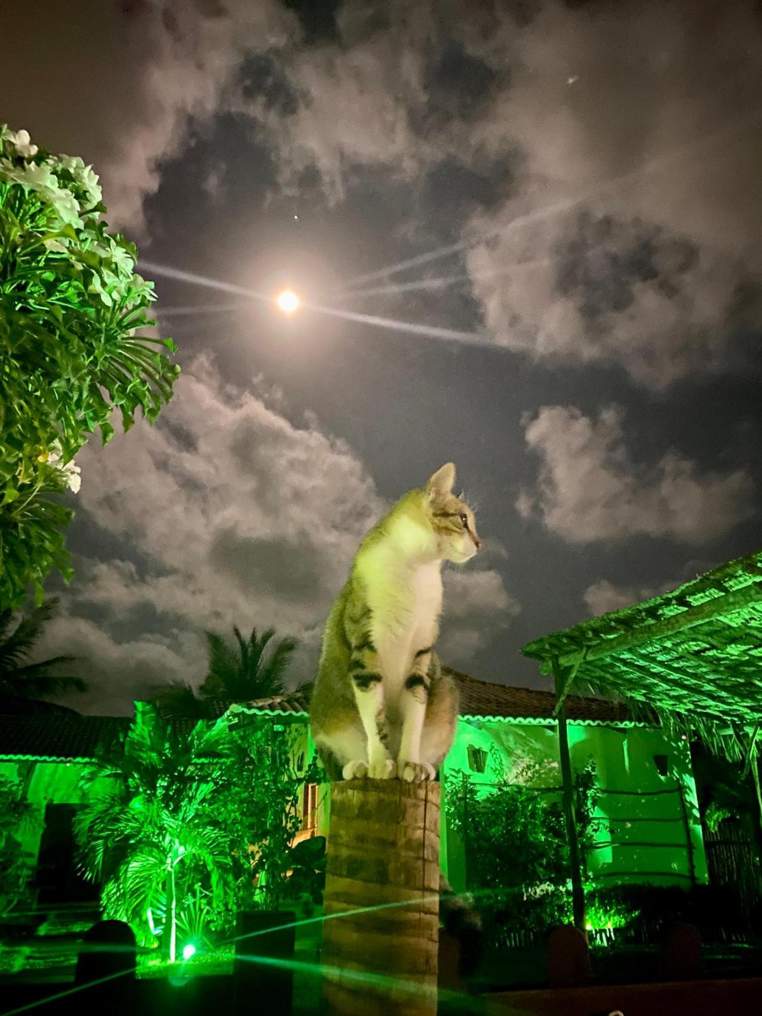 Villa Corsica プレア エクステリア 写真